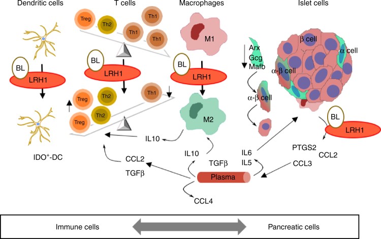 Investigadores del CIBERDEM contribuyen al hallazgo de una nueva diana para detener la diabetes tipo 1