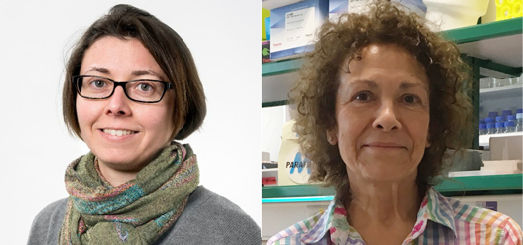 El entrenamiento deportivo ayuda a disminuir pérdidas cerebrales relacionadas con la edad