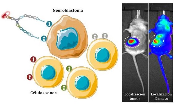 Desarrollan moléculas sintéticas capaces de dirigir fármacos al neuroblastoma