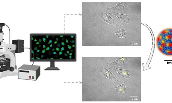 Nuevas nanopartículas fluorescentes para ver lo invisible a los ojos