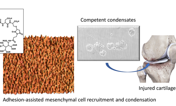 La adhesión celular a la nanoescala es un factor clave para la producción de cartílago in vitro