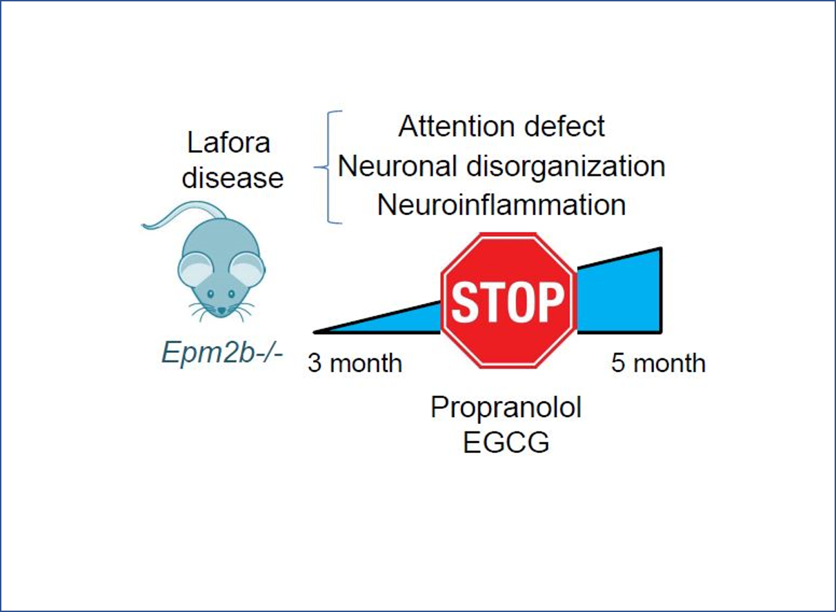 Fármacos antiinflamatorios podrían tener efectos beneficiosos en la enfermedad de Lafora