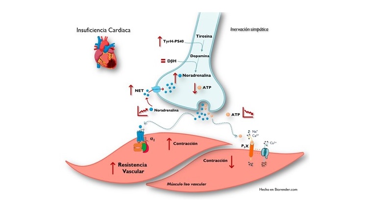 Insuficiencia cardiaca: la inervación simpática participa en el incremento de la resistencia vascular