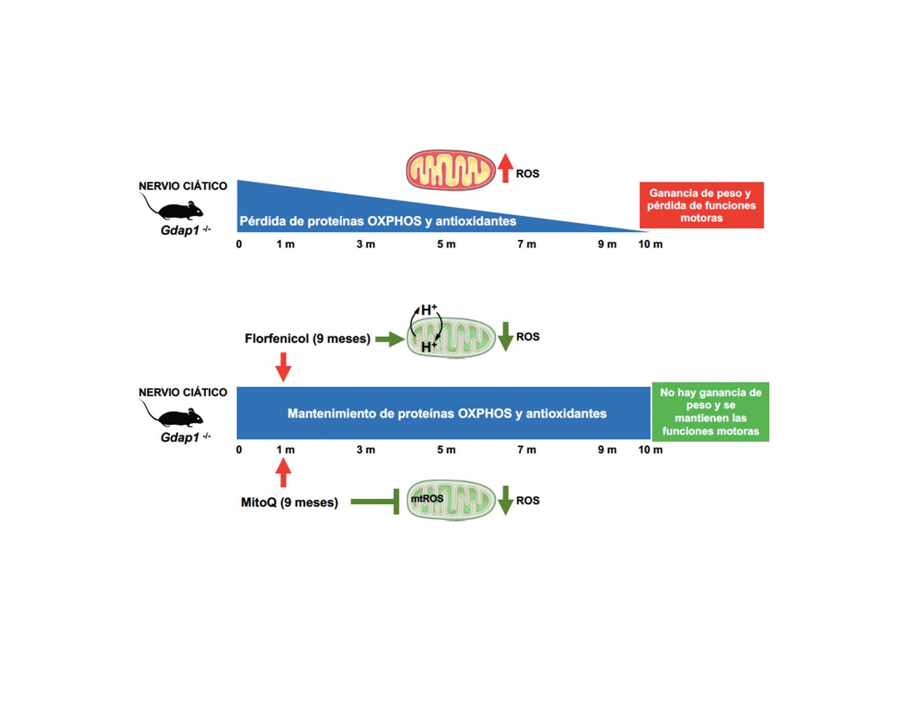 Proponen prevenir el daño oxidativo mitocondrial como diana terapéutica de la enfermedad de Charcot-Marie-Tooth