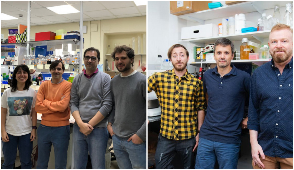 La galectina-1 previene el desarrollo de aterosclerosis y del aneurisma aórtico abdominal