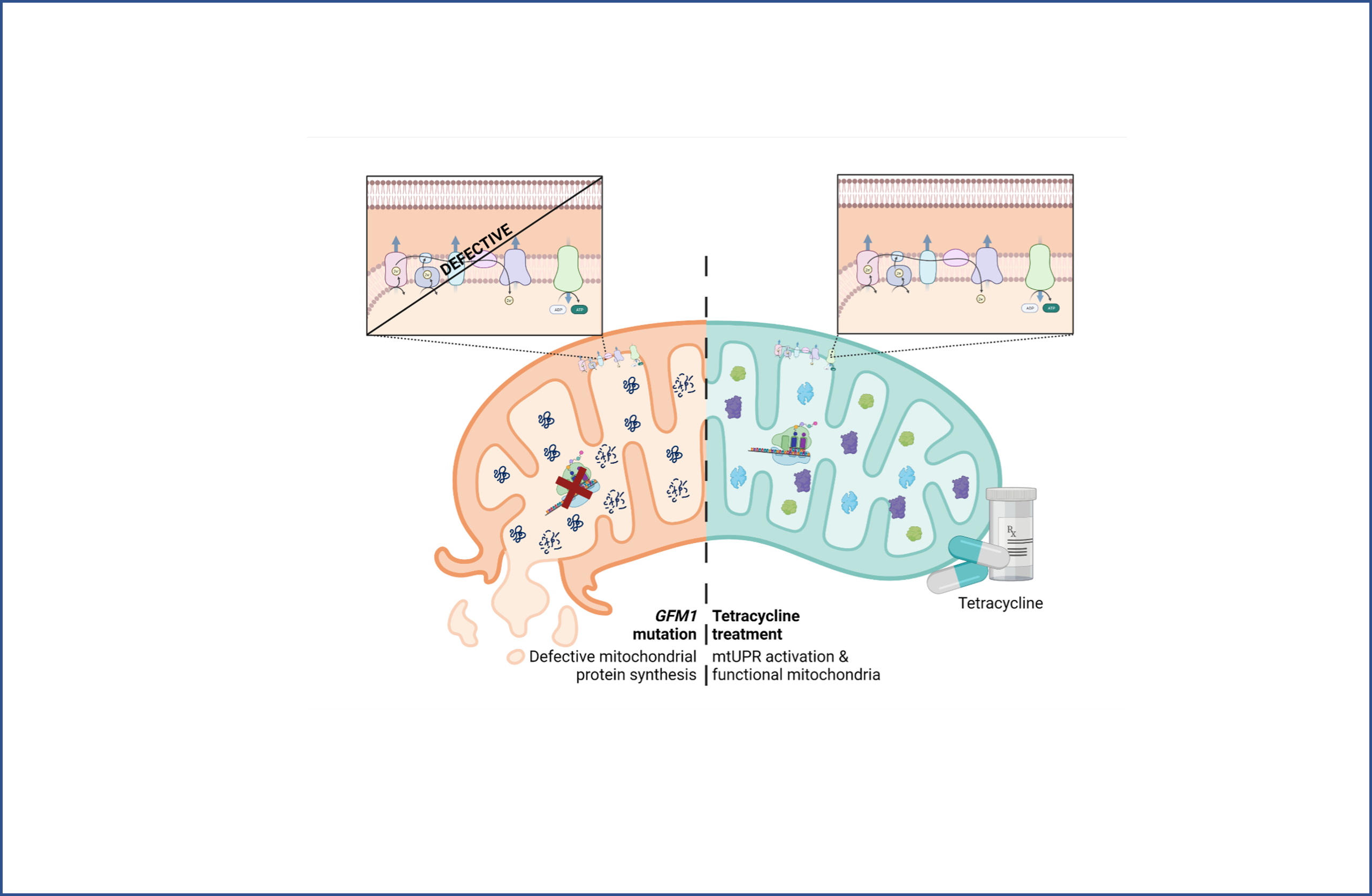 Corrigen las alteraciones patológicas en la mutación mitocondrial GFM1 en modelos celulares