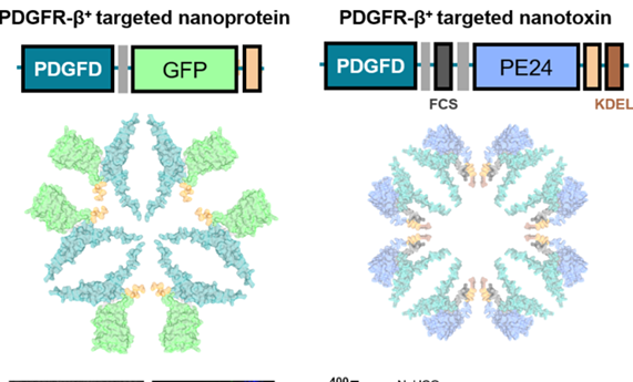 Nanopartículas proteicas con un nuevo ligando reconocen y destruyen selectivamente fibroblastos asociados a tumor Nanopartículas proteicas con un nuevo ligando reconocen y destruyen selectivamente fibroblastos asociados a tumor