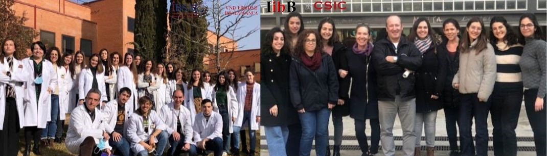 Descubren un papel clave de la proteína Stard1 en las enfermedades hepáticas colestáticas