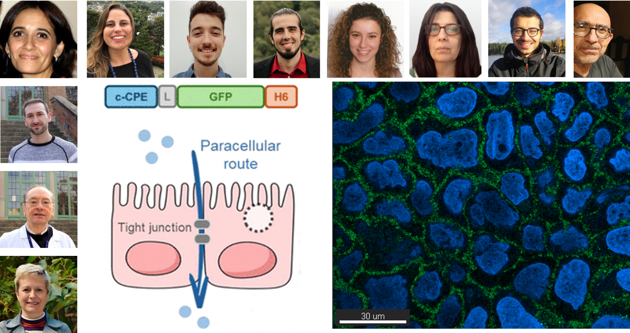 Convertir toxinas en aliados: una herramienta biotecnológica para cruzar barreras celulares