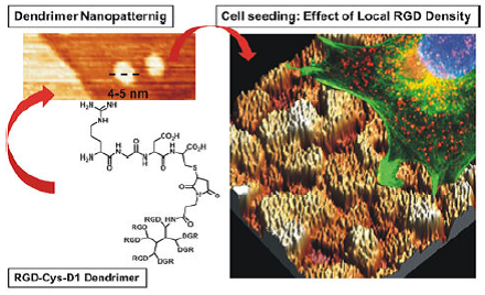 Concentraciones mayores a escala nanométrica de dendrímero con RGD favorecen la mayor adhesión celular