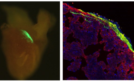 La iluminación de tres fotones puede activar proteínas en tejidos profundos