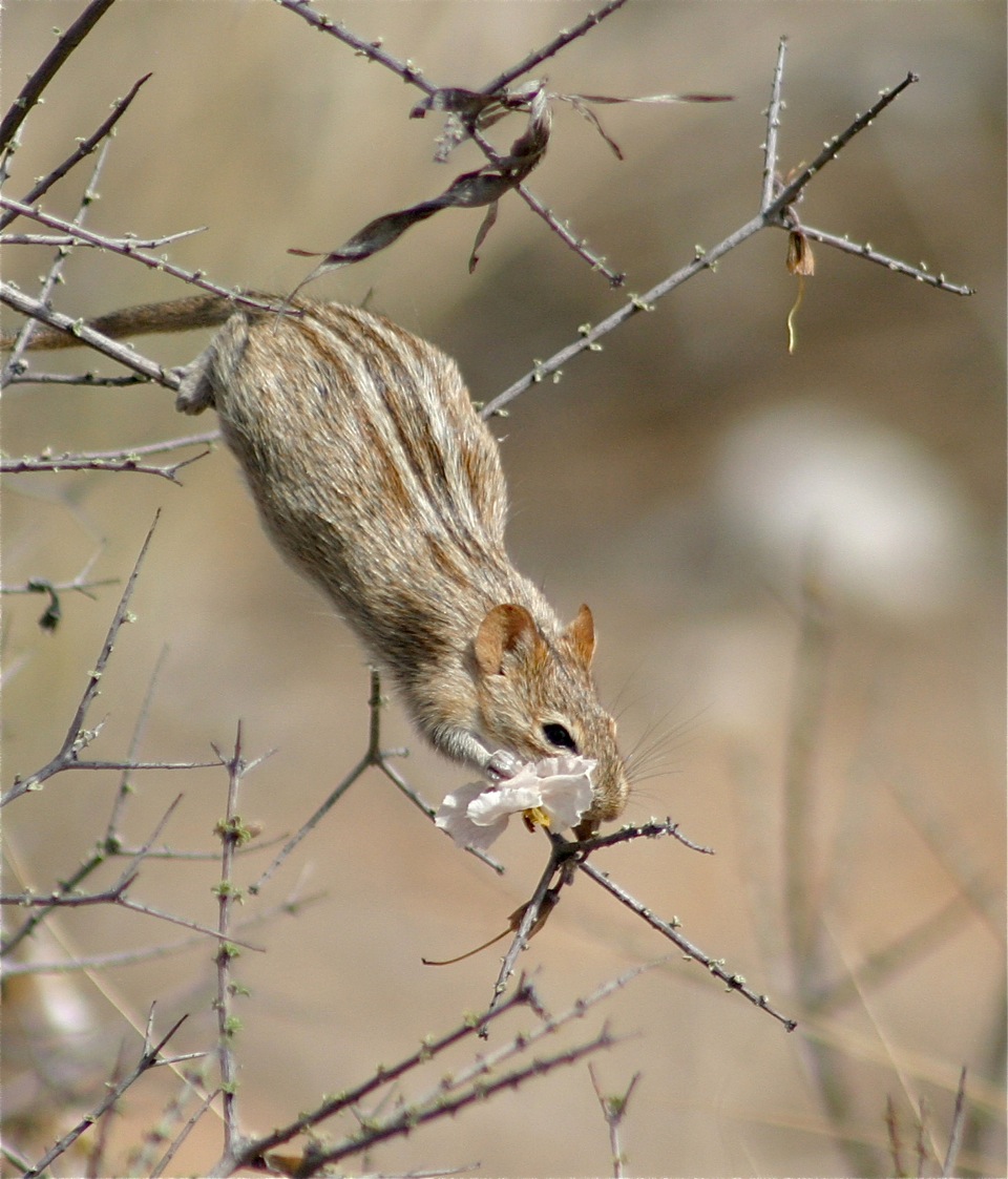 Descubren los mecanismos genéticos responsables de las rayas de diferentes colores en la piel de algunos mamíferos