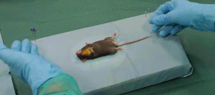 Comparan dos aproximaciones quirúrgicas para la administración de sustancias terapéuticas en el oído interno del ratón